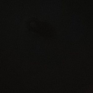 Meet your Posher, Kitty